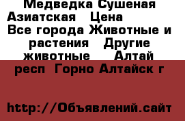 Медведка Сушеная Азиатская › Цена ­ 1 400 - Все города Животные и растения » Другие животные   . Алтай респ.,Горно-Алтайск г.